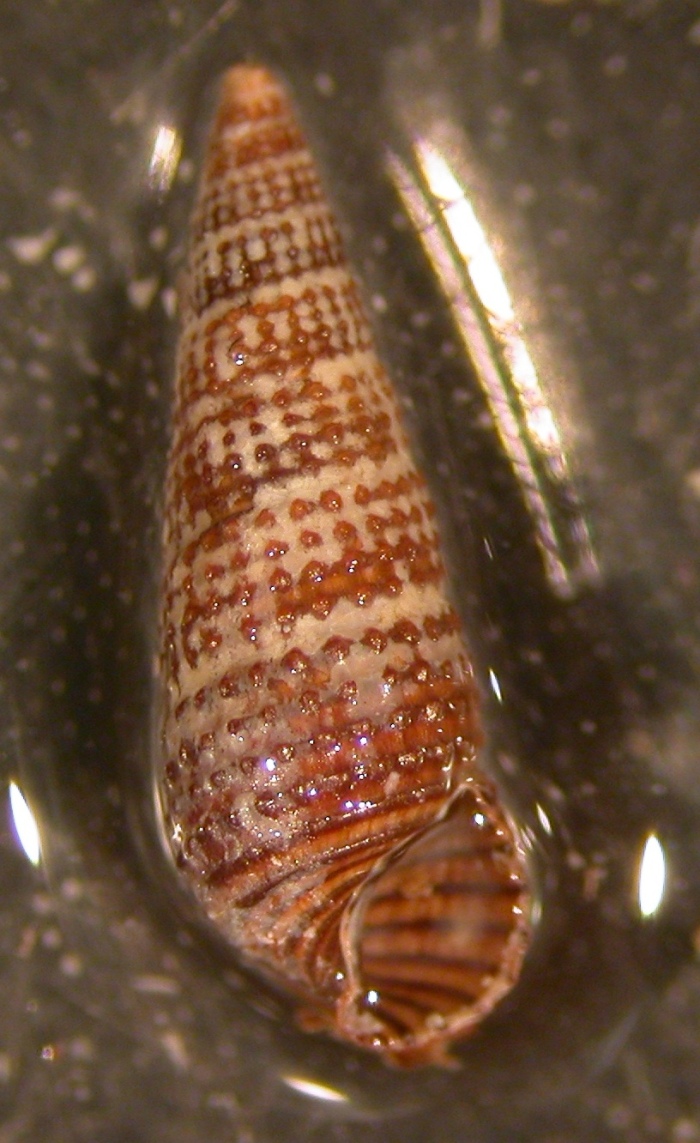 Bittium da determinare